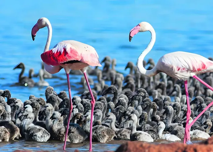 R-66-a-b Pisos La Mata Apartment *